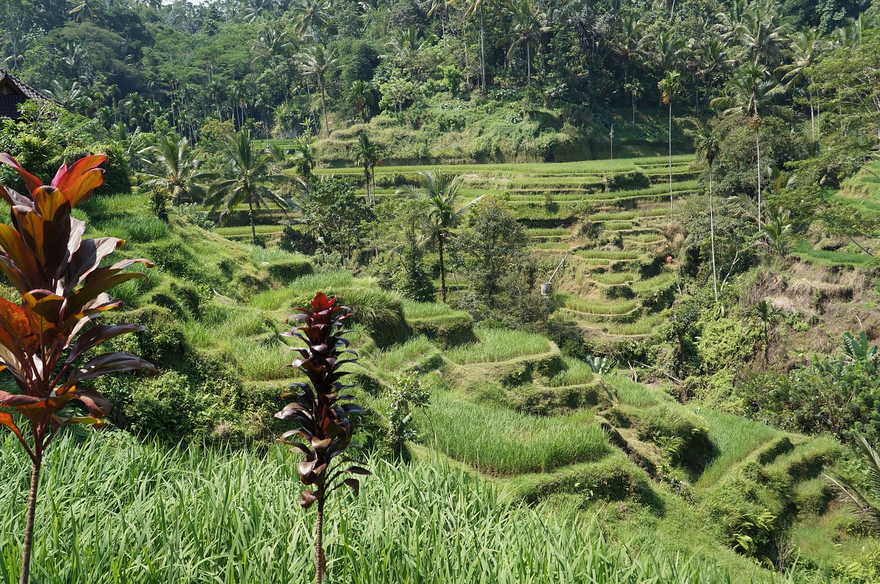 rice field bali agriculture free photo