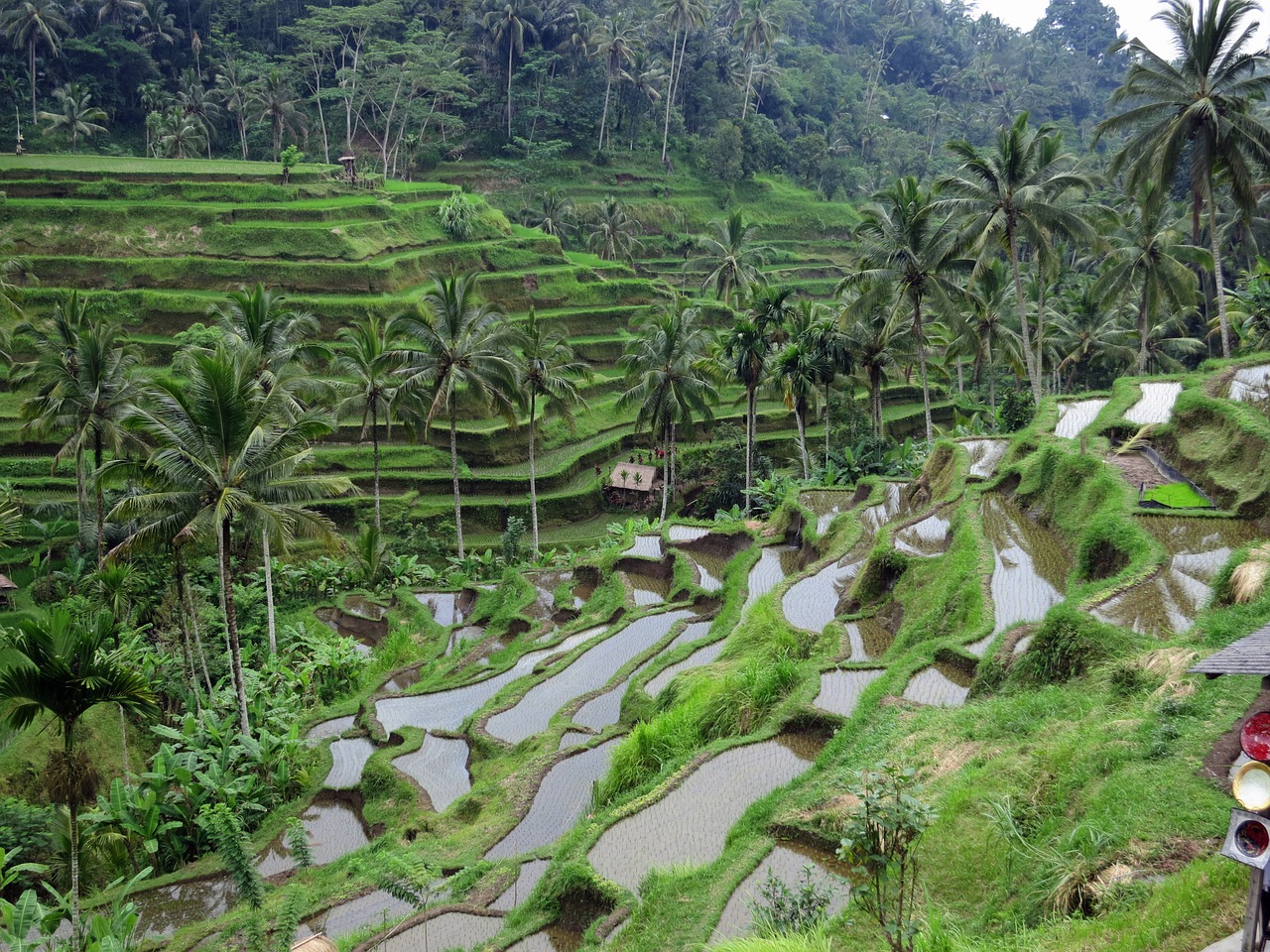 rice field bali green free photo