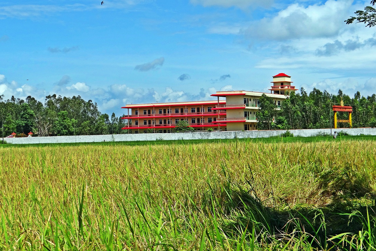 rice field paddy field free photo
