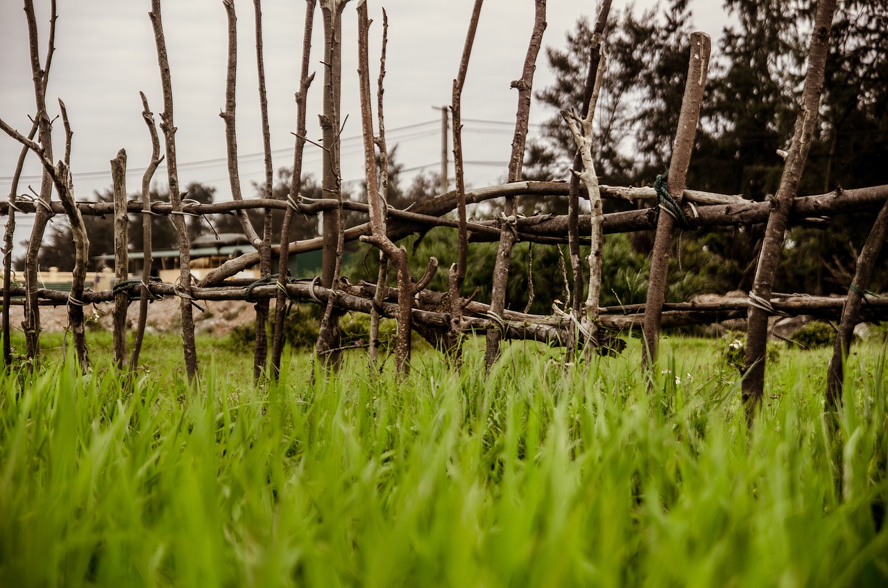 rice field the fence green free photo