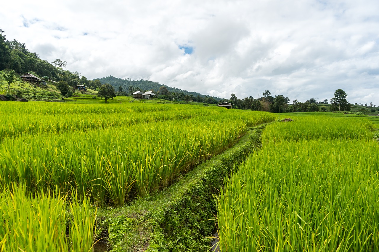 rice field rice terrace thailand free photo