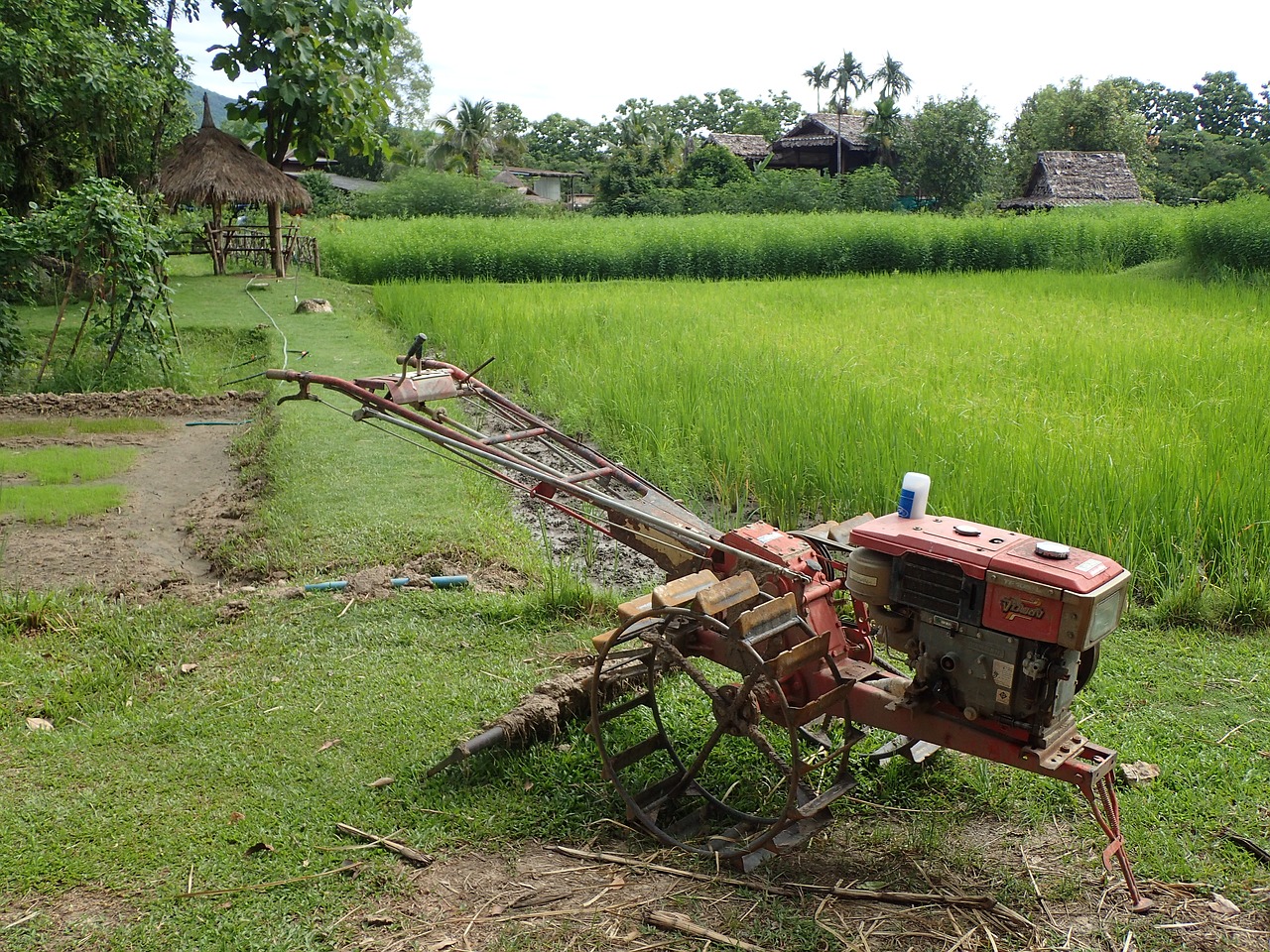 rice field agriculture asia free photo