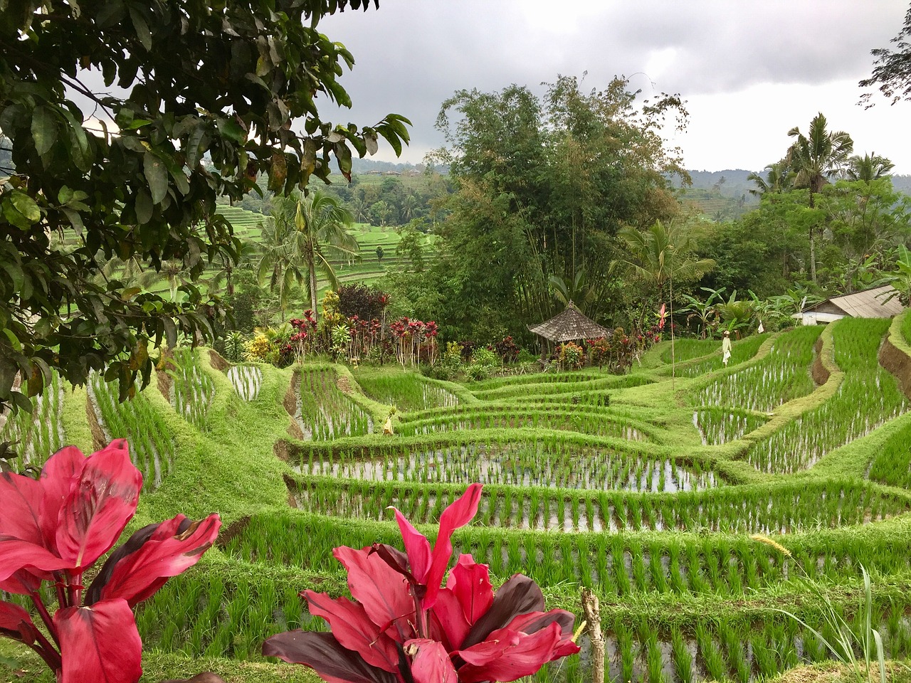 rice field bali indonesia free photo