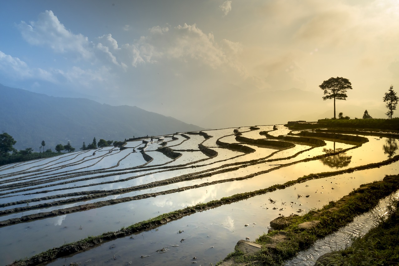 rice field  nature  landscape free photo