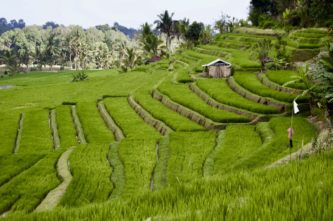 rice field  rice  landscape free photo