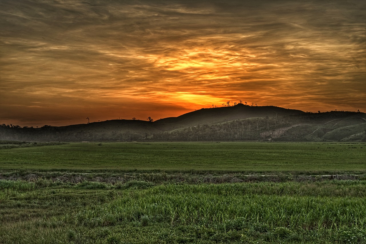 rice field  mountain  landscape free photo