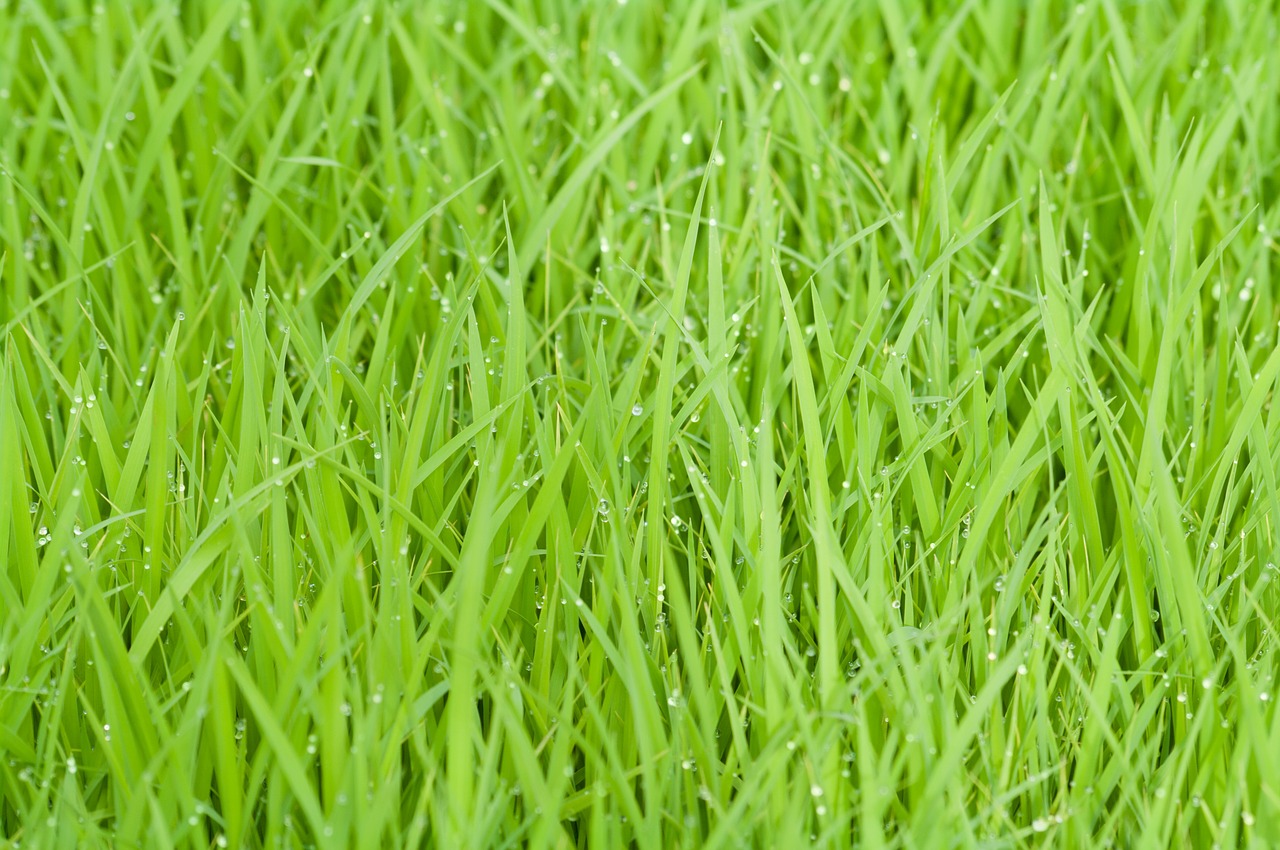 rice field green grass free photo