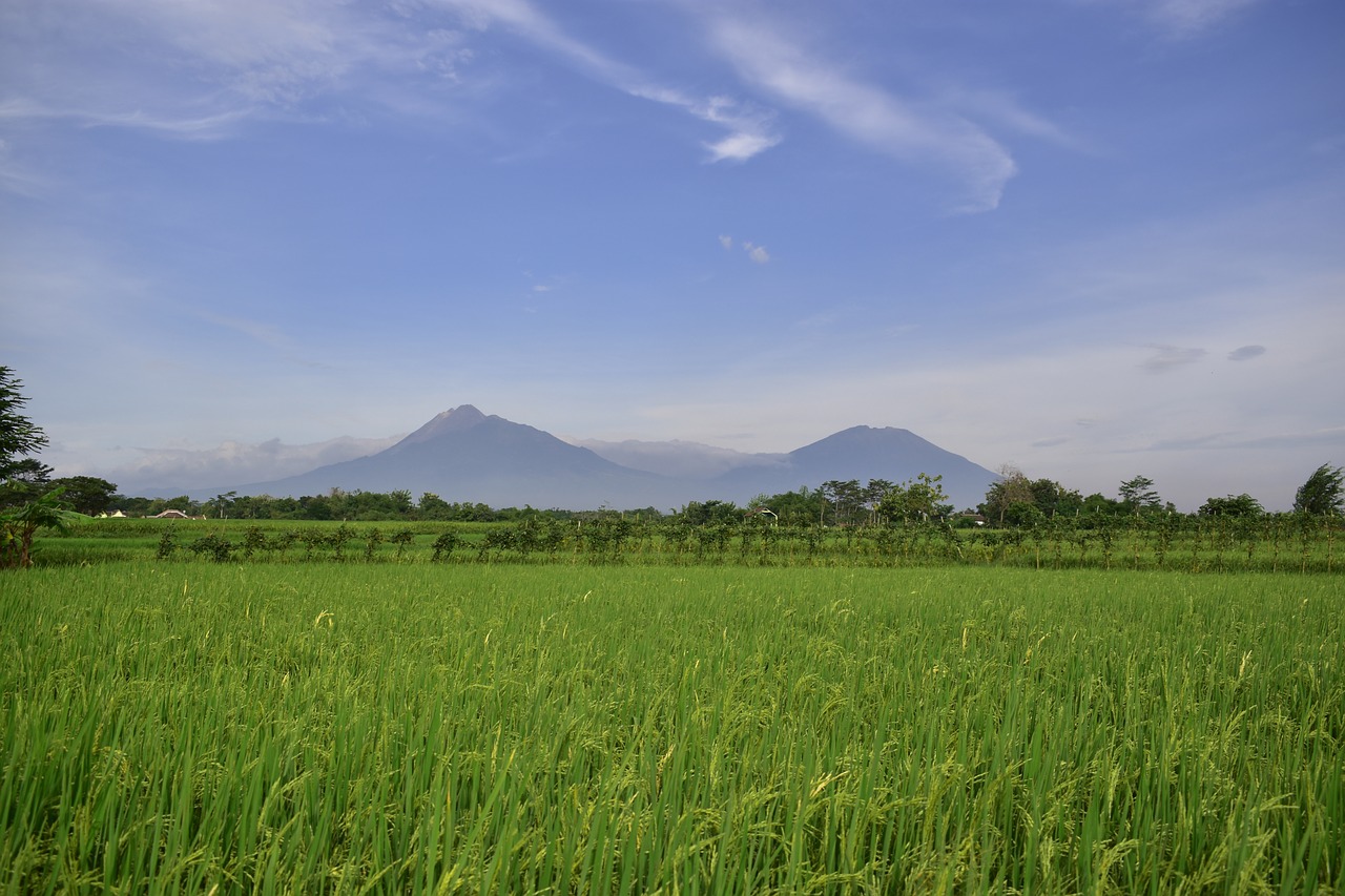 rice field  countryside  agriculture free photo