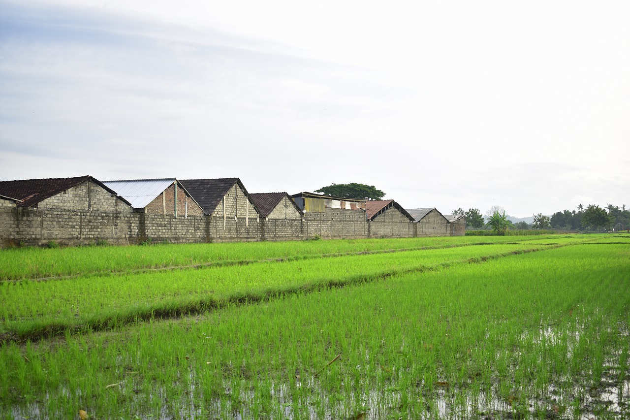 rice field  agriculture  rice free photo