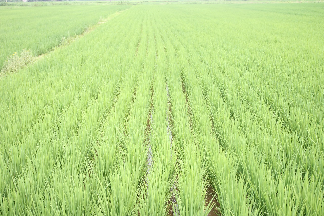 rice field green paddy free photo