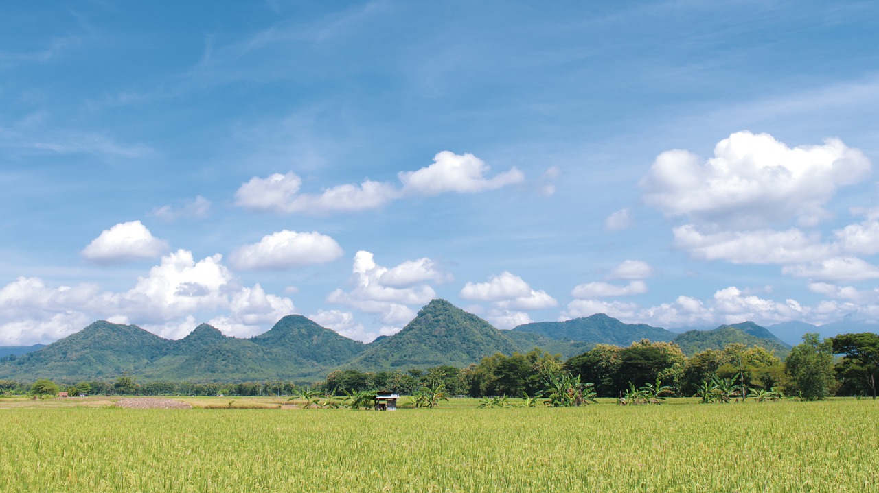 rice field  field  indonesian free photo