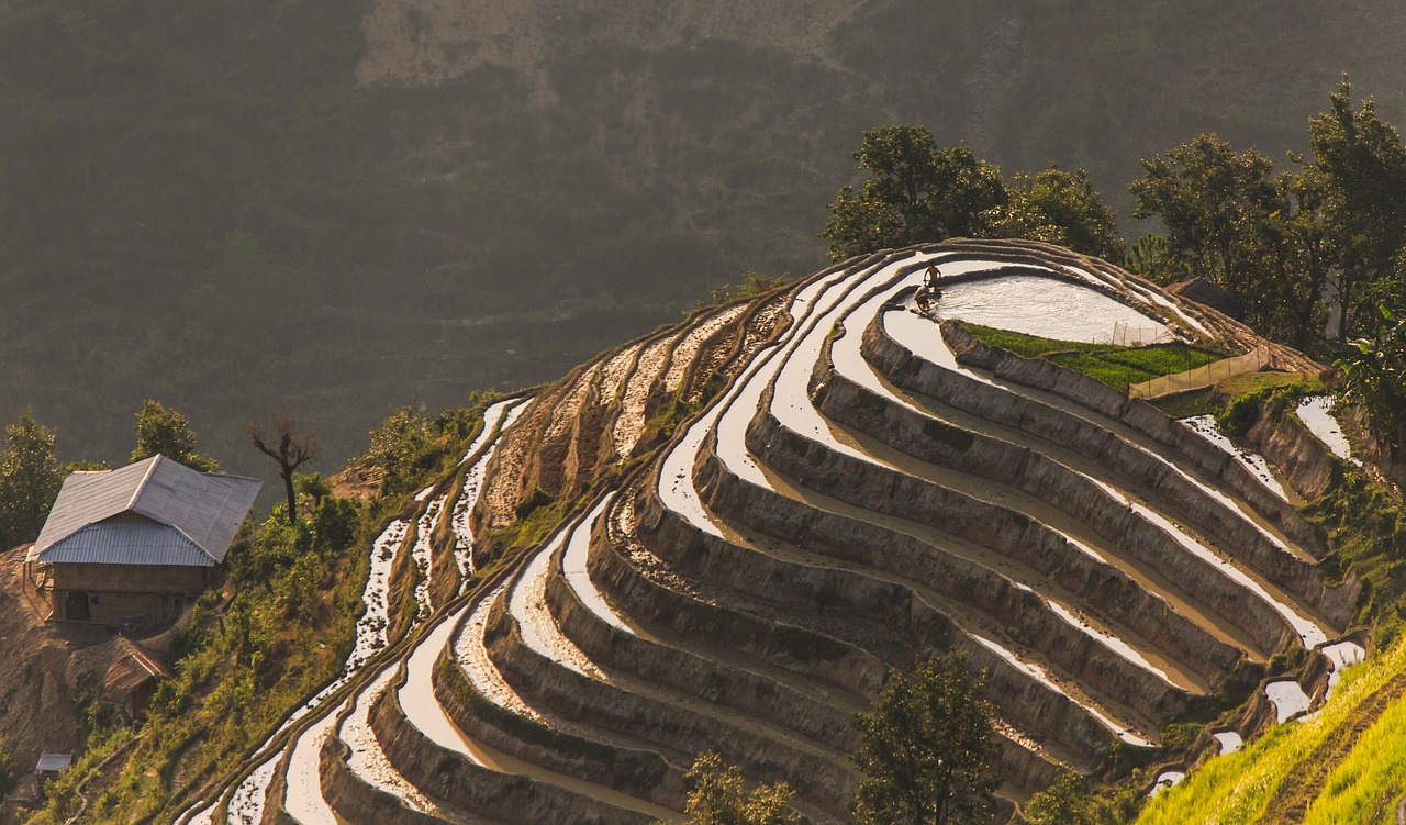 rice field  home  vietnam free photo