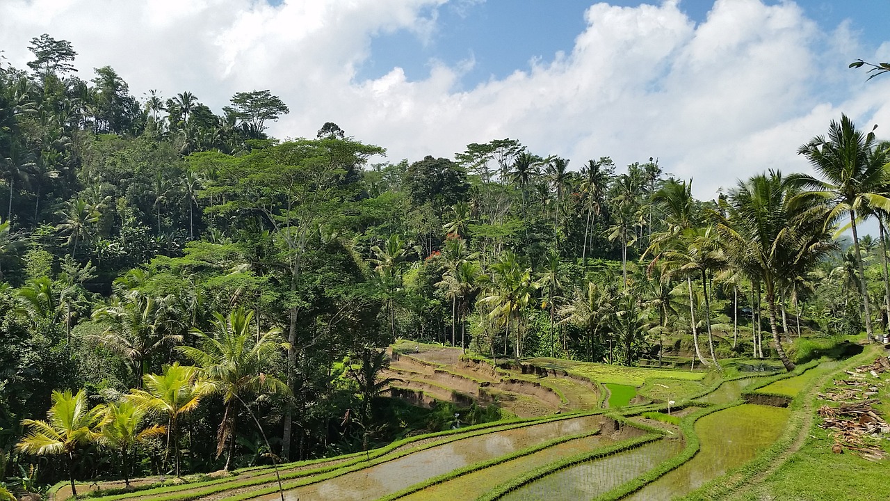 rice field palm bali free photo