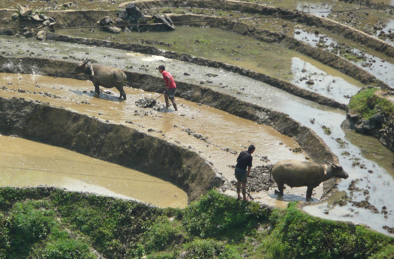 rice fields mud bullocks free photo