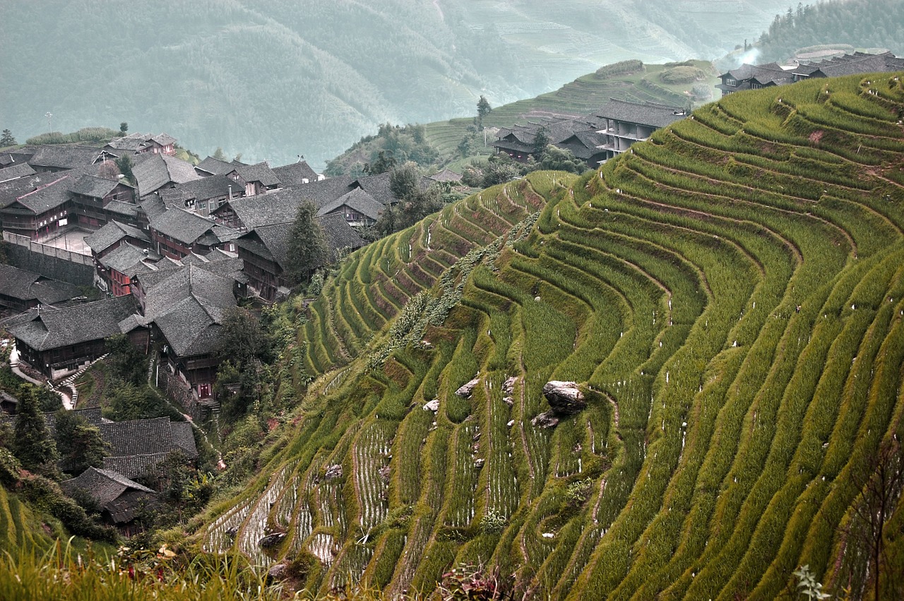 rice fields china view free photo