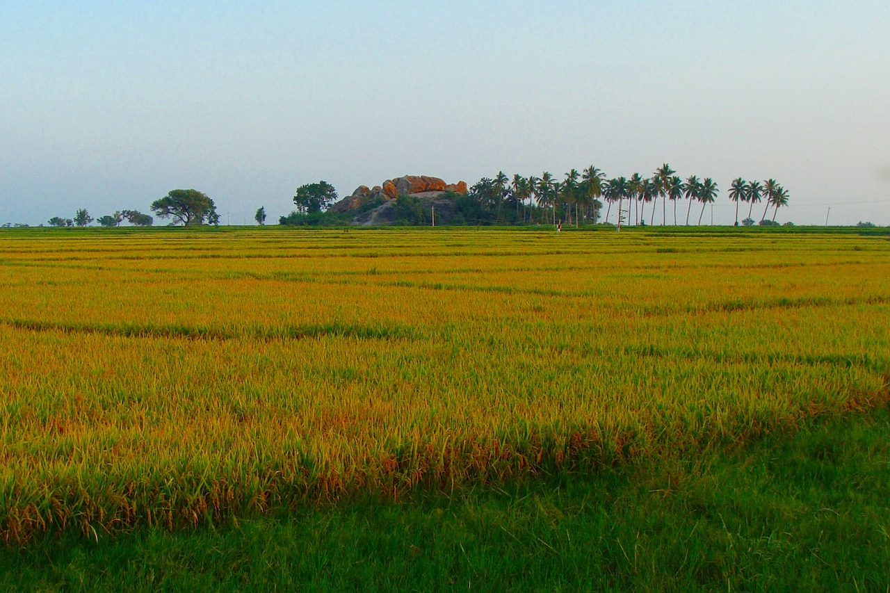 rice fields ripe rice golden free photo