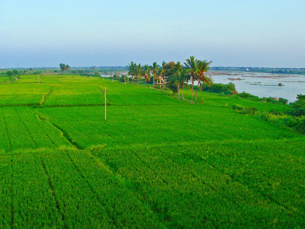 rice fields paddy cultivation tungabhadra plains free photo