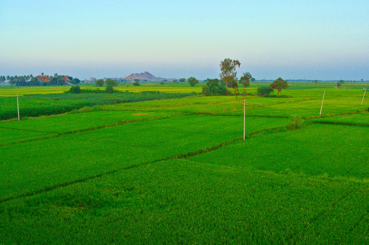 rice fields paddy cultivation tungabhadra plains free photo