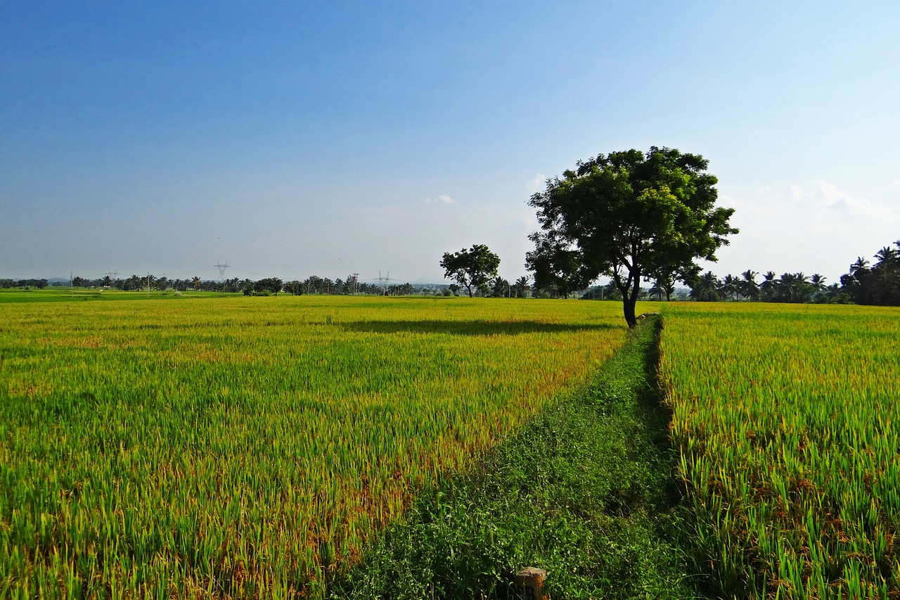 rice fields gangavati karnataka free photo
