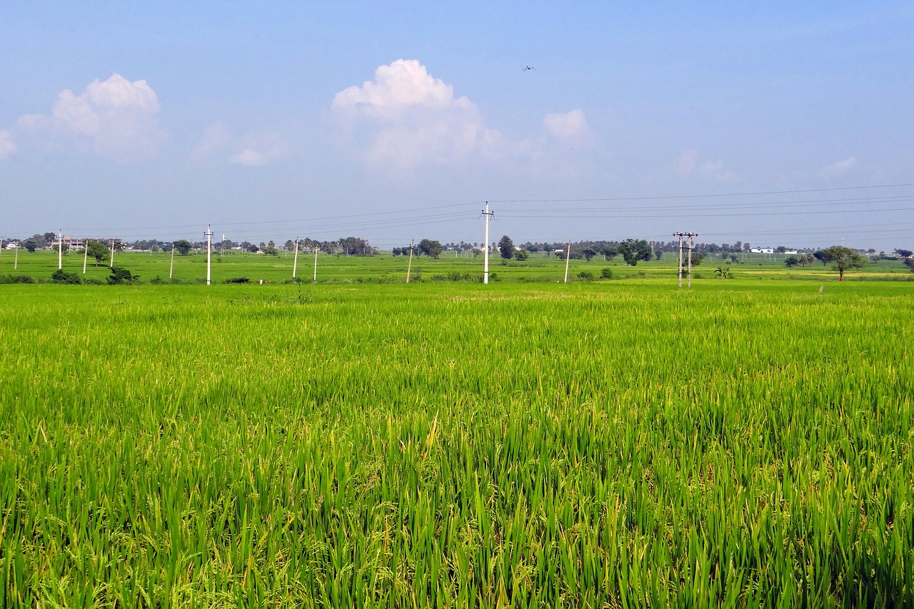 rice fields gangavati karnataka free photo