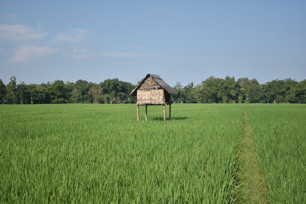 rice fields nature green free photo