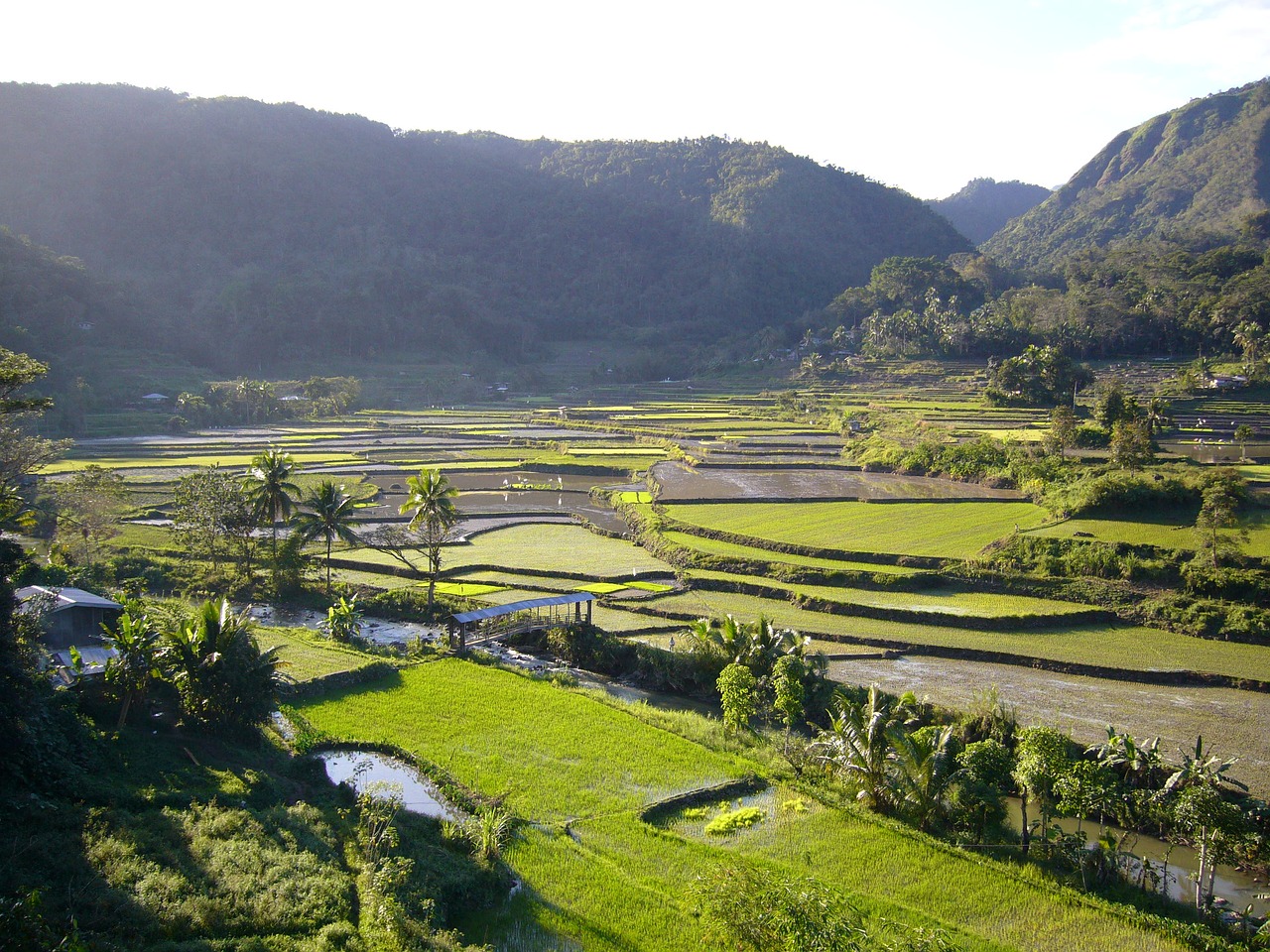 rice fields mountains agricultural free photo