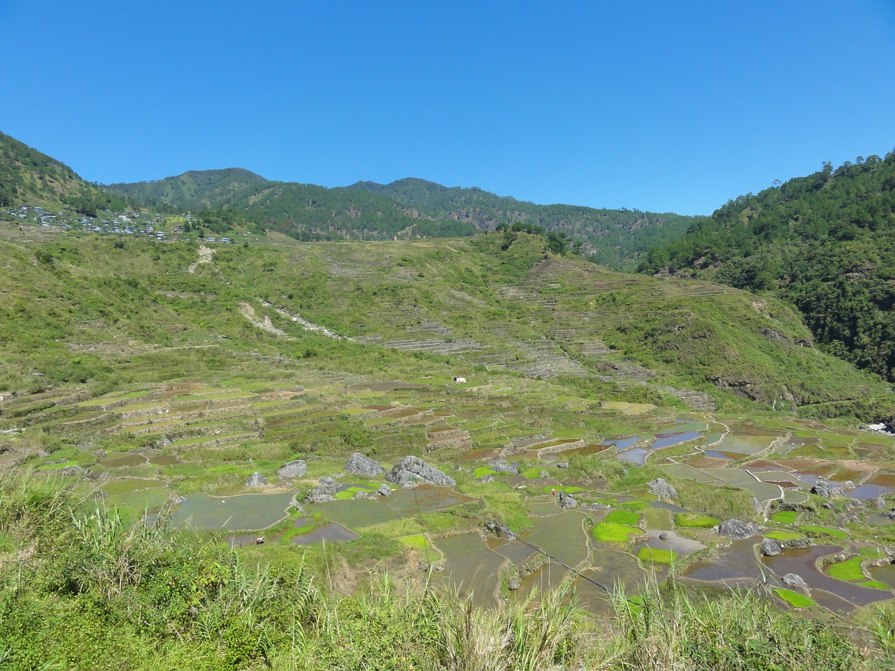 rice fields rice terraces fields free photo