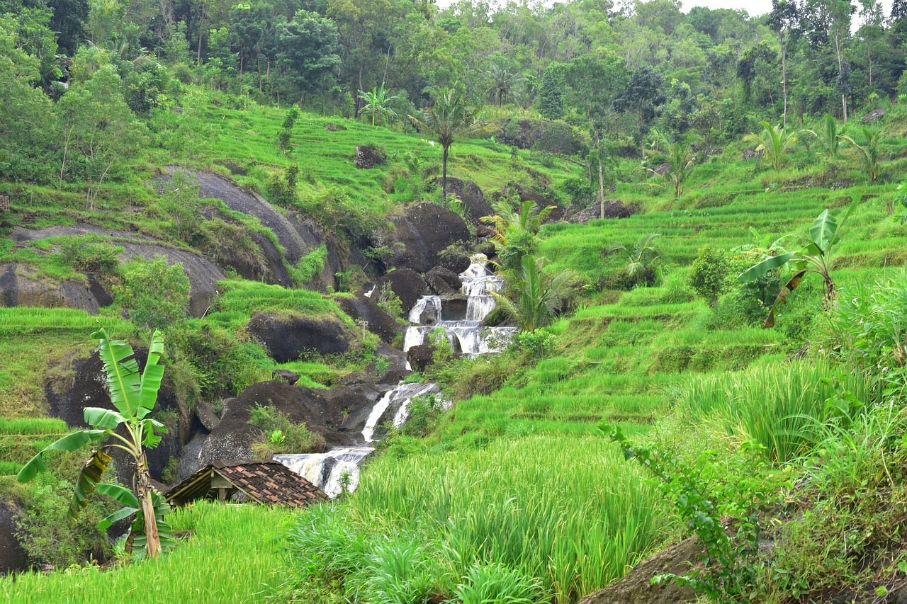 rice fields nature landscape free photo