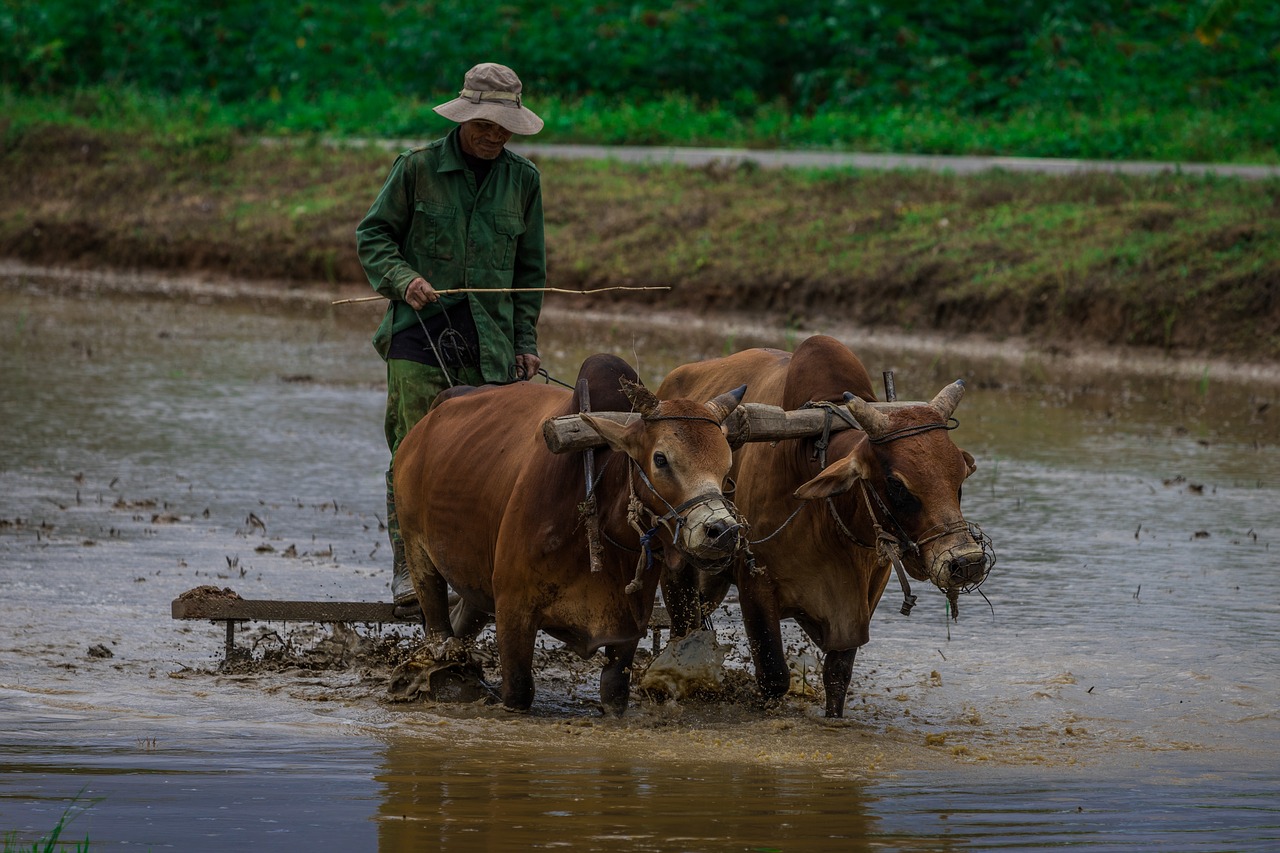 rice fields  farmer  tradition free photo