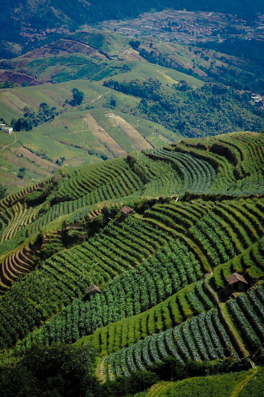 rice fields  hills  agriculture free photo