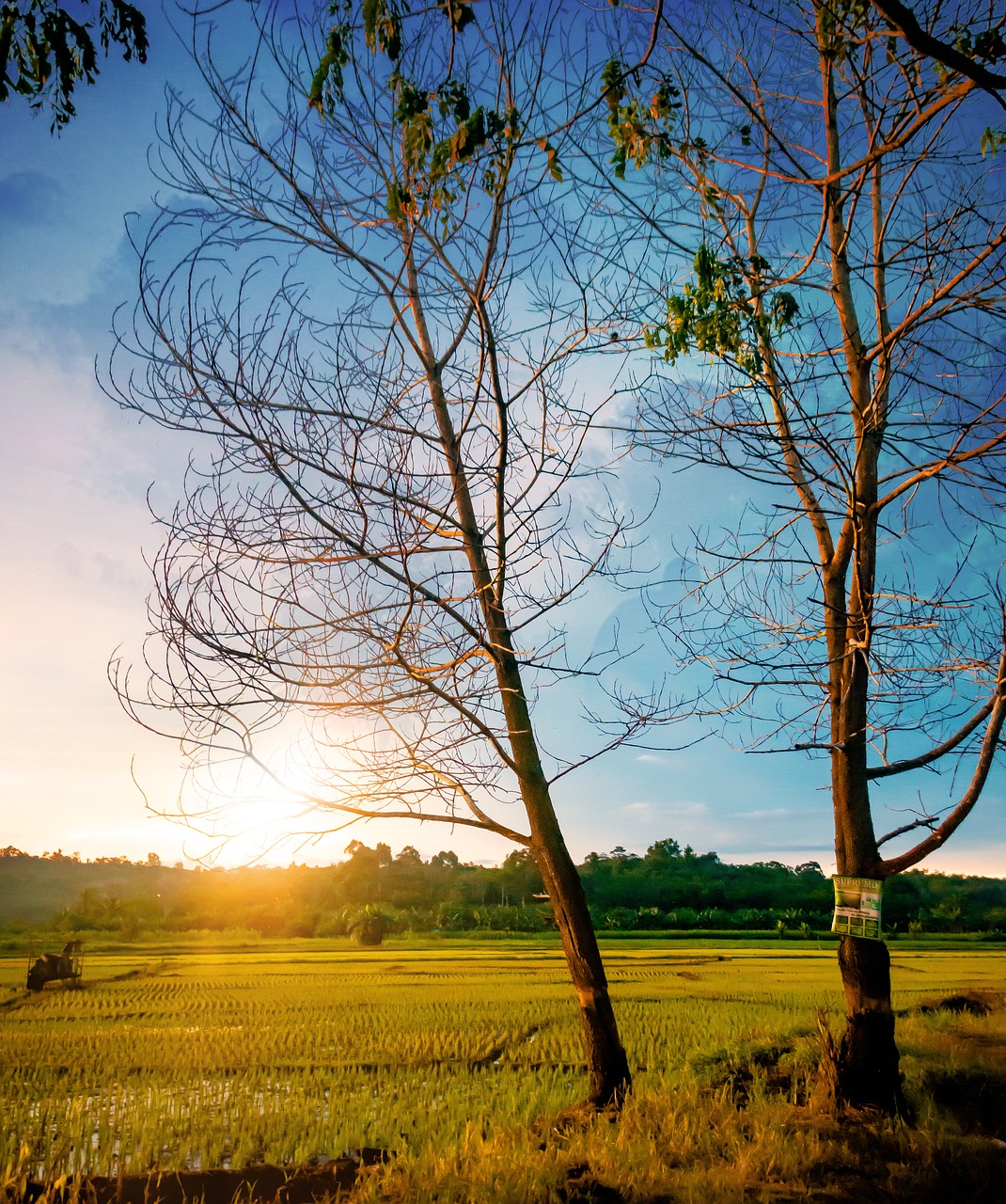 rice fields  sunset  trees free photo