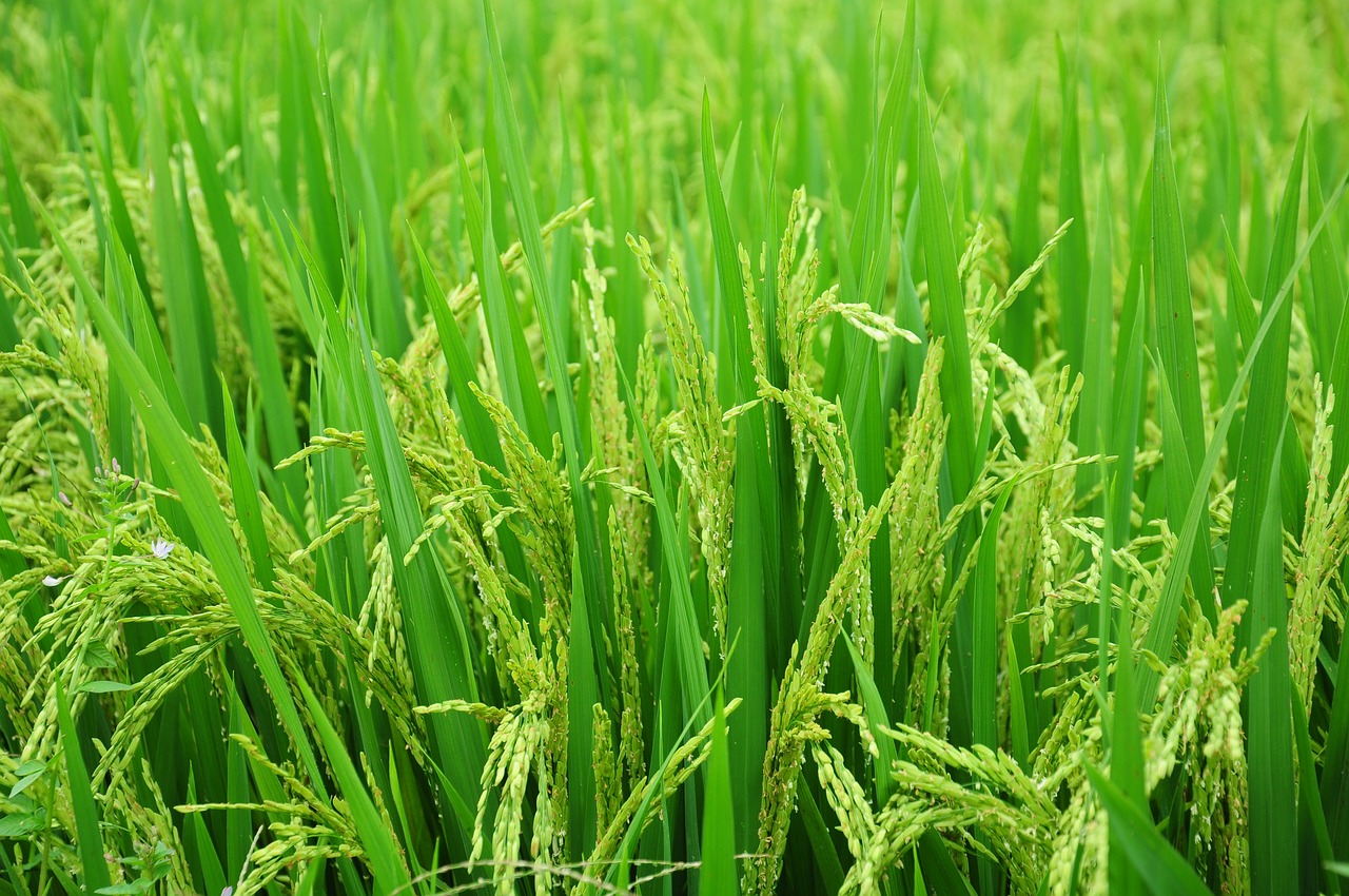 rice field paddy free photo