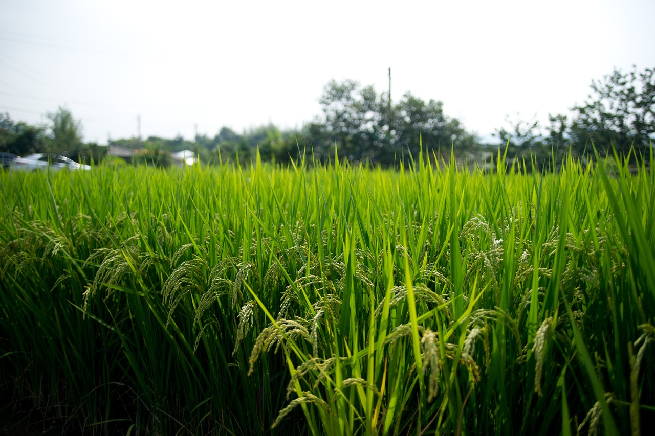 rice paddies sulawesi ch free photo
