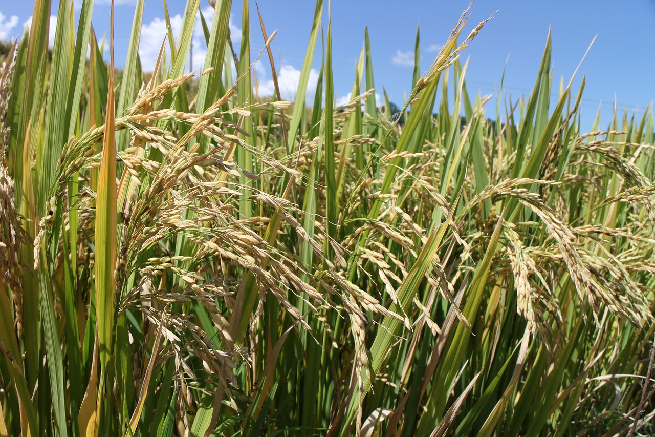 rice paddies ch harvest free photo