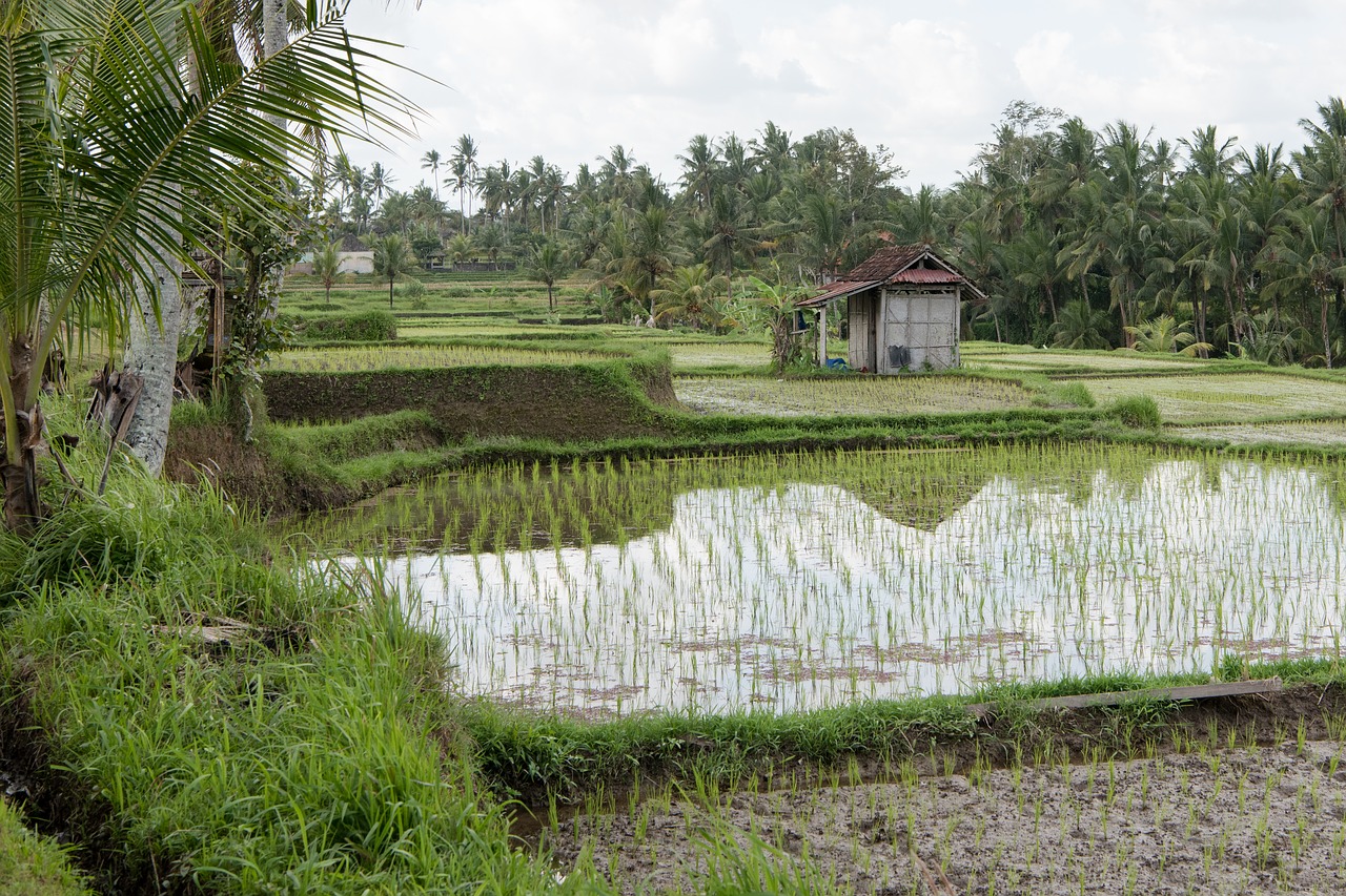 rice paddies  rice paddy  rice field free photo