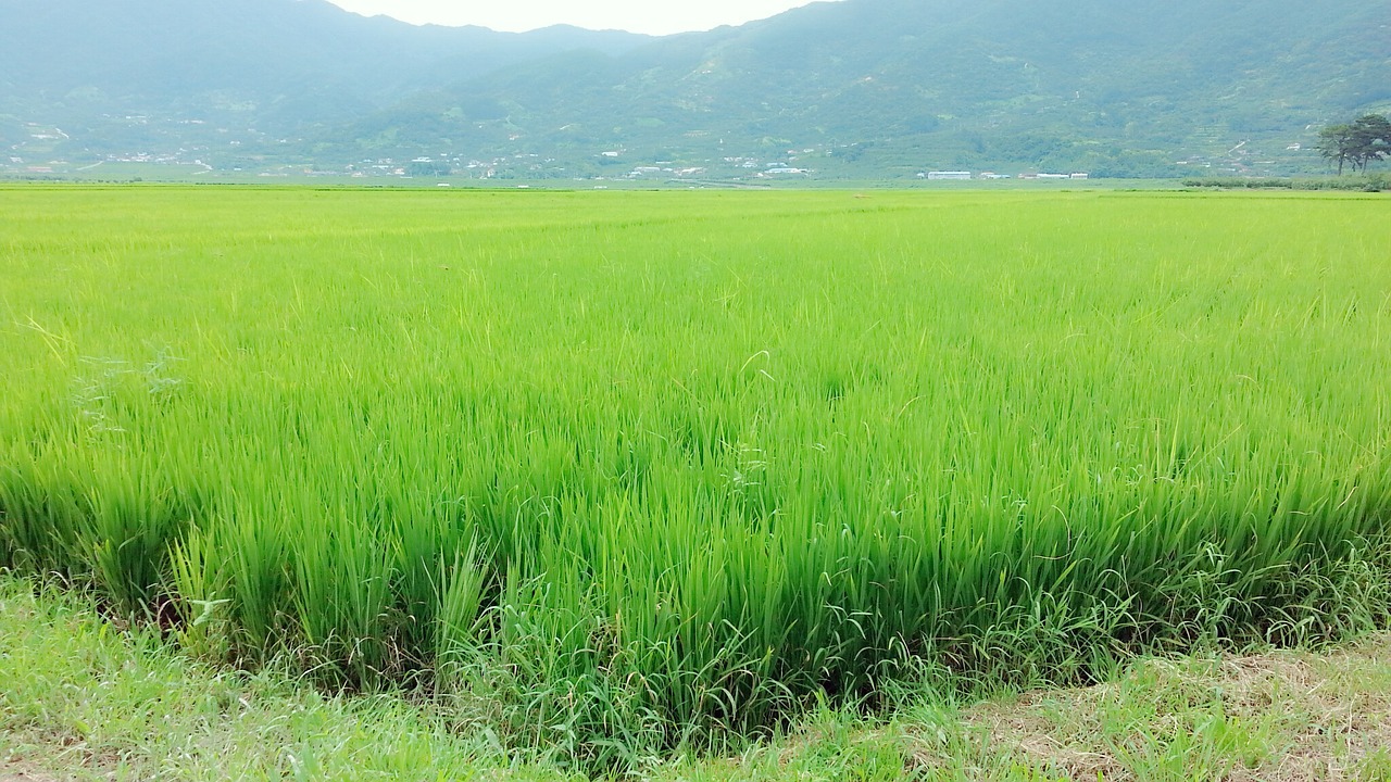 rice paddies grain nature free photo