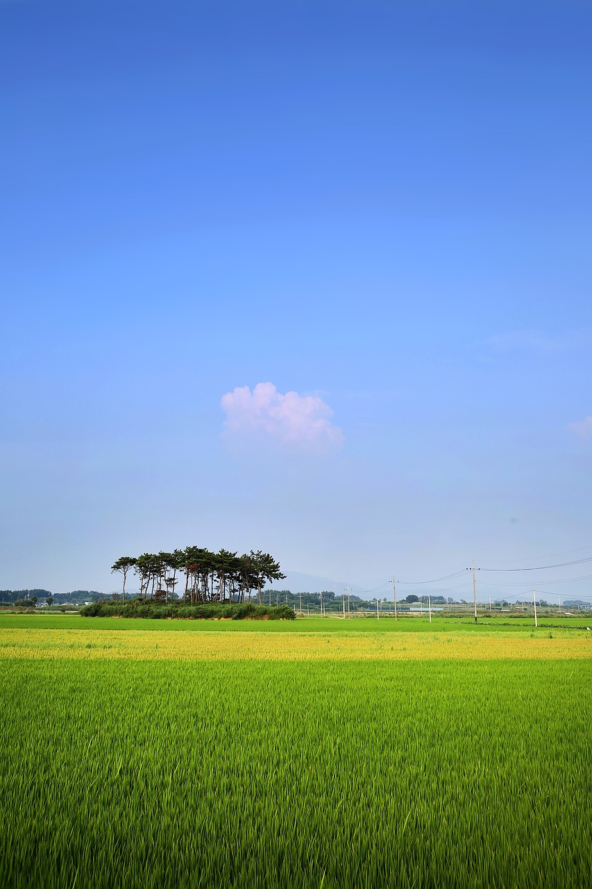 rice paddies  ch  rural free photo