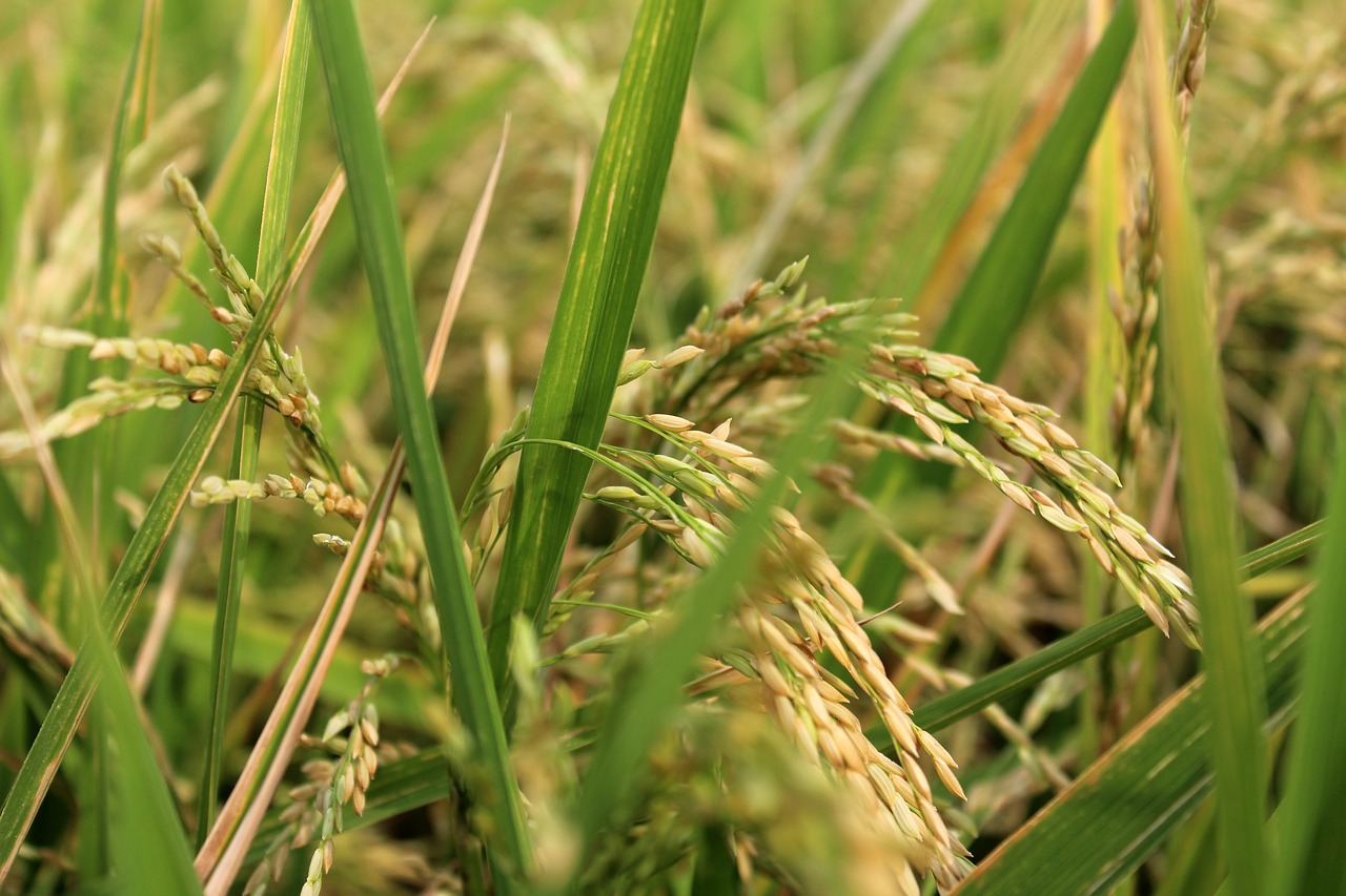 rice planet rice field free photo