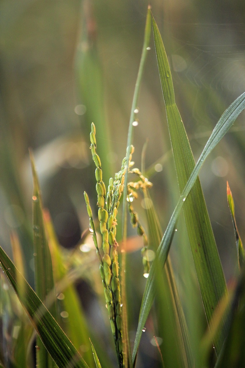 rice plant paddy rice free photo