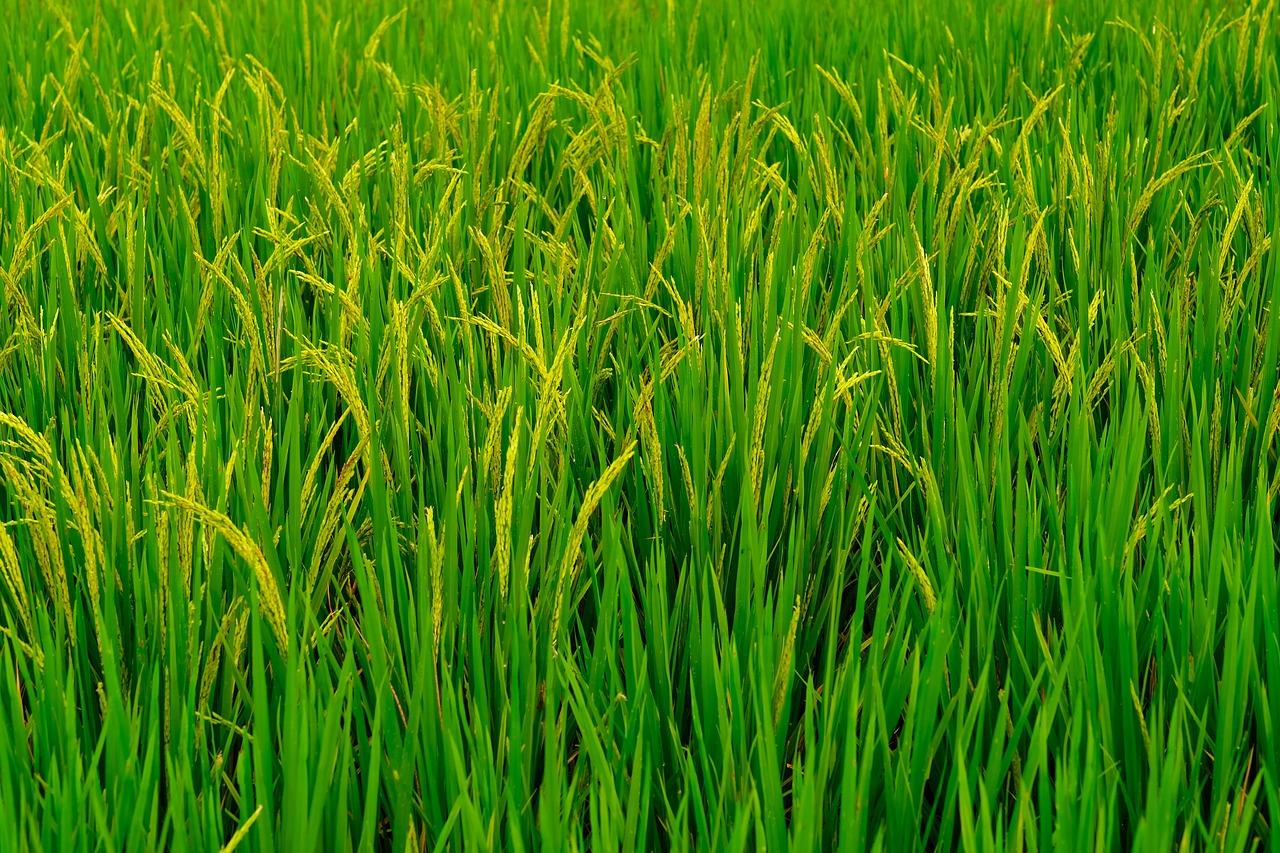 rice plant  sheaves of rice  agriculture free photo