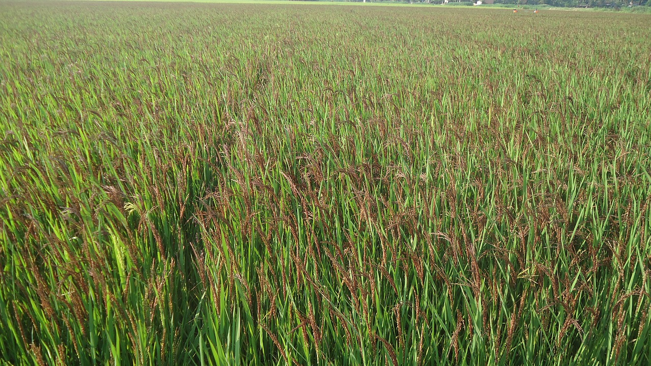 Чужих трави в рисових полях