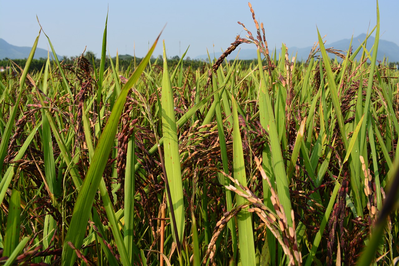 rice purple  brown rice  rice free photo