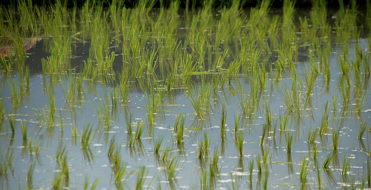 rice shoots rice rice field free photo