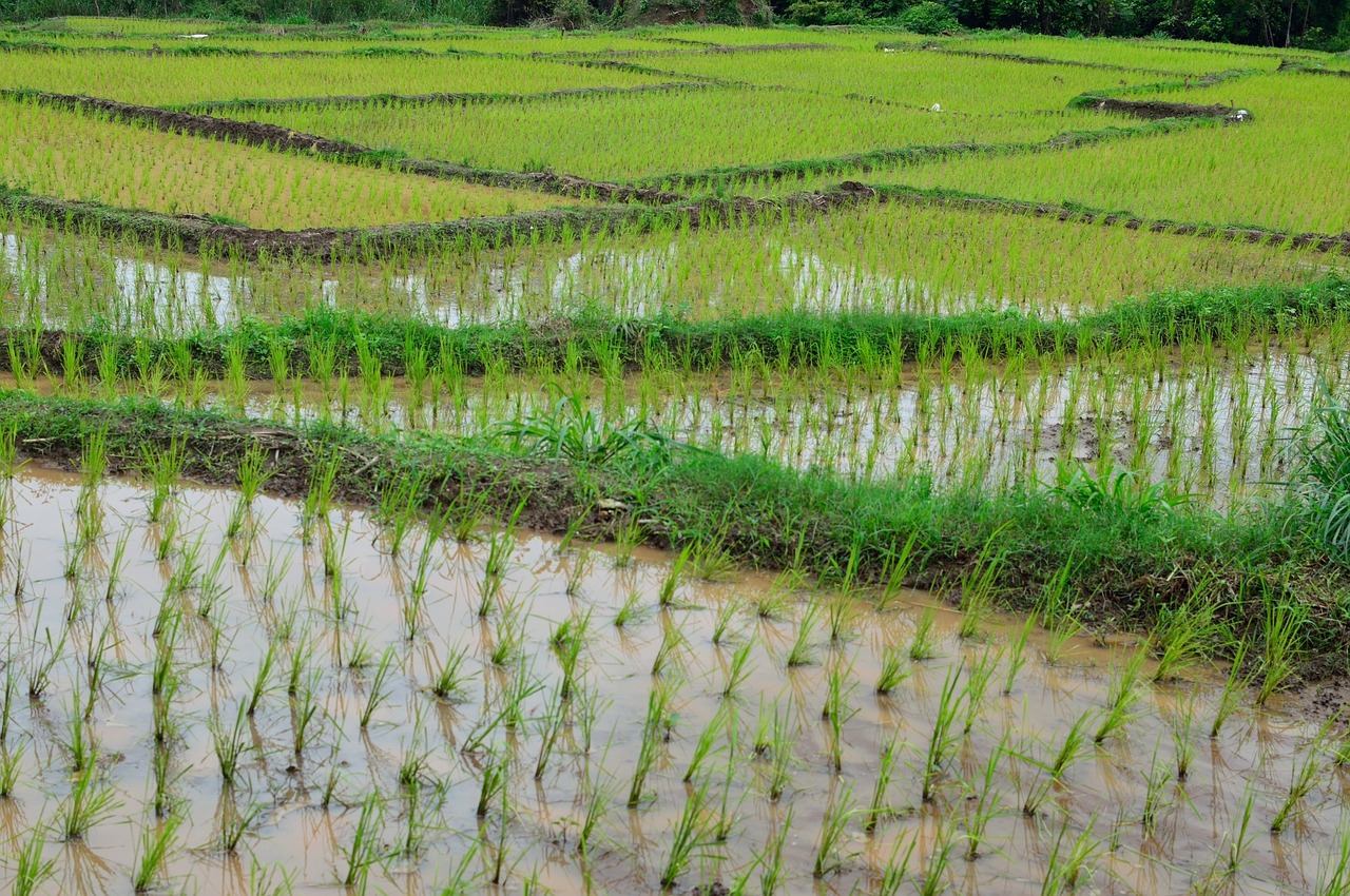 Как растет рис фото плантации Edit free photo of Rice terrace,rice,green,free pictures, free photos - needpix.