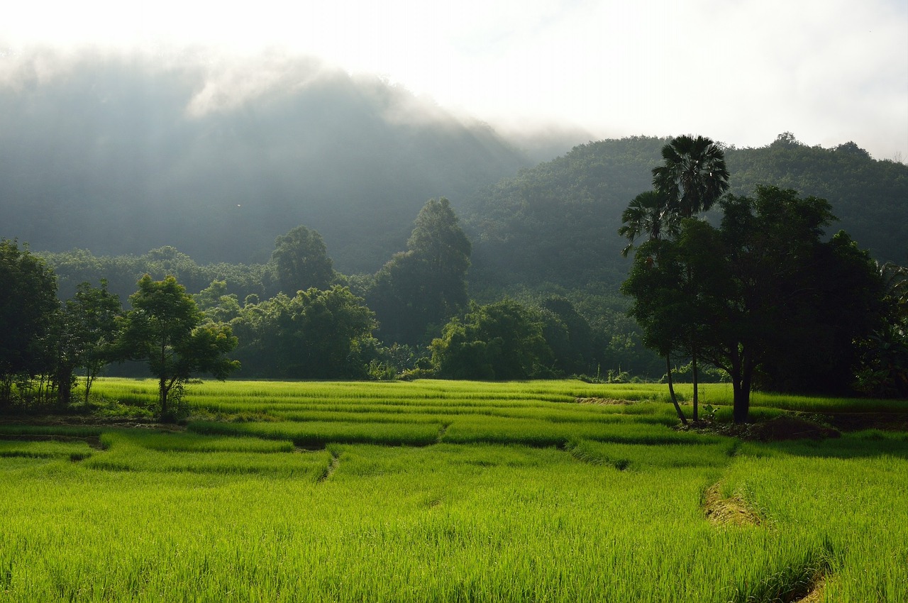 rice terrace rice mountains free photo