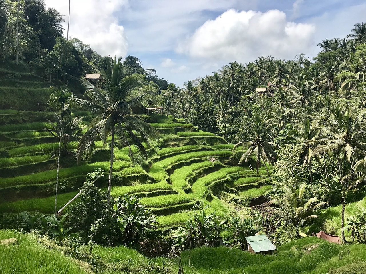 rice terraces tree nature free photo