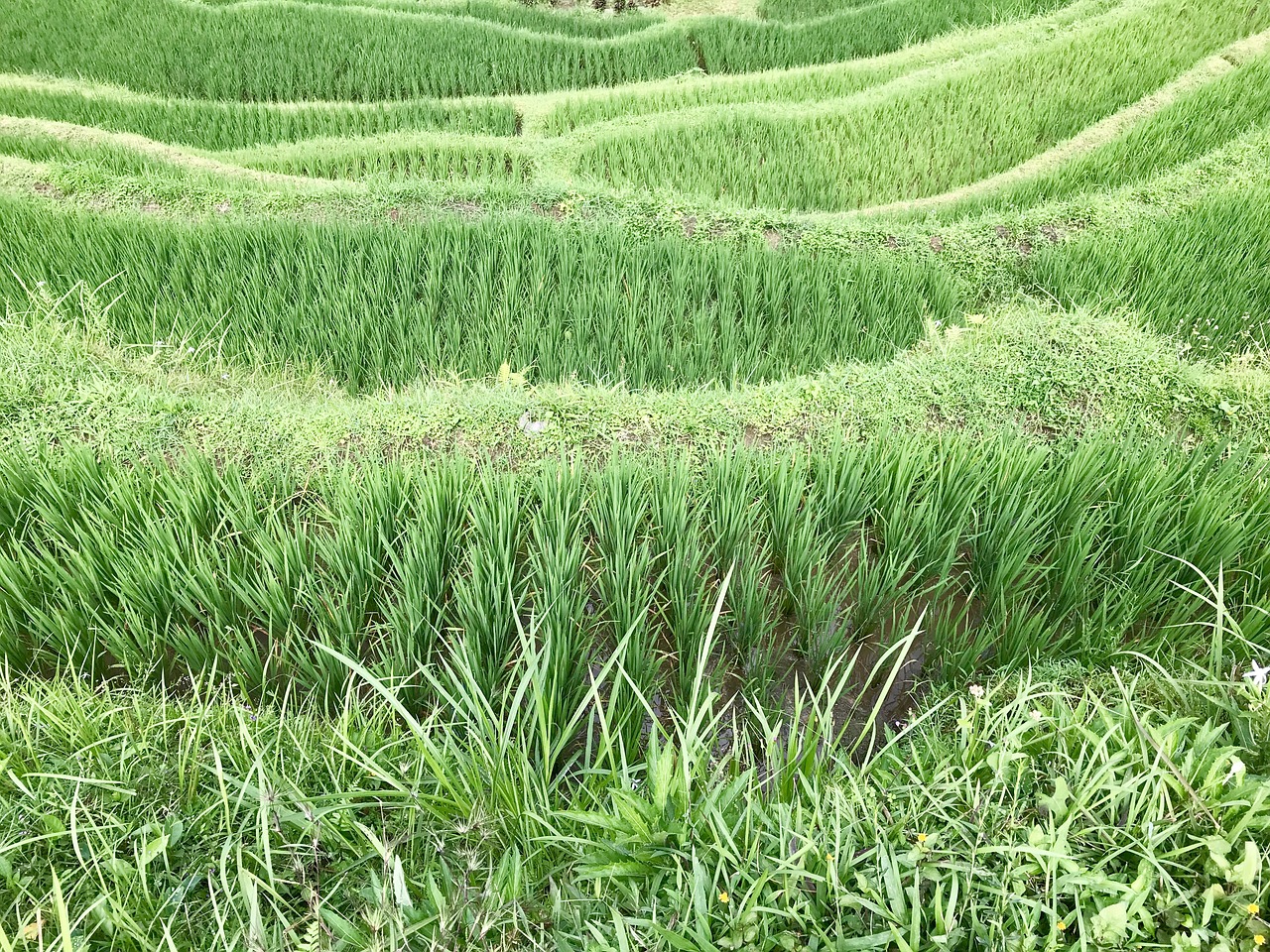 rice terraces bali agriculture free photo