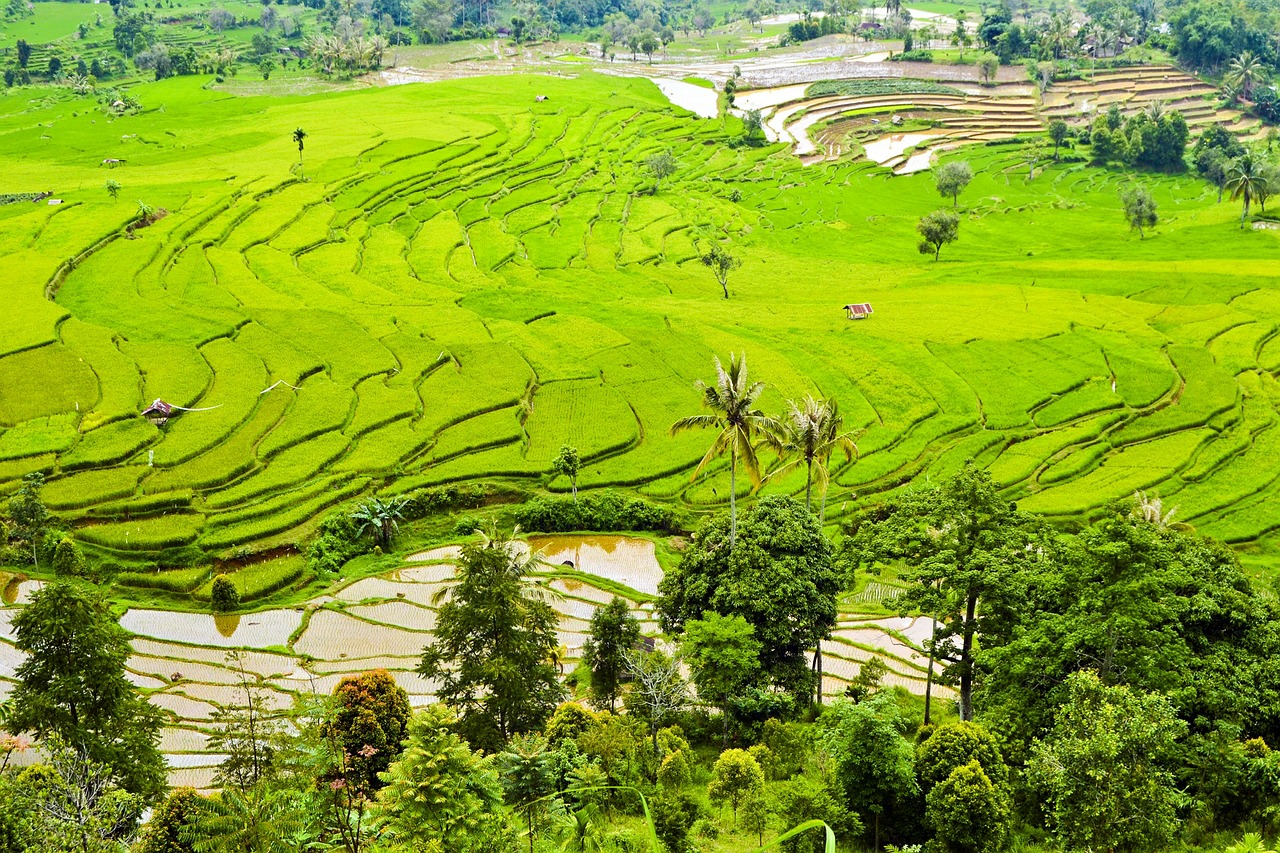 rice terraces plantation fields free photo