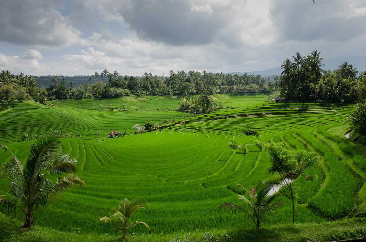 rice terraces paddy paddies free photo