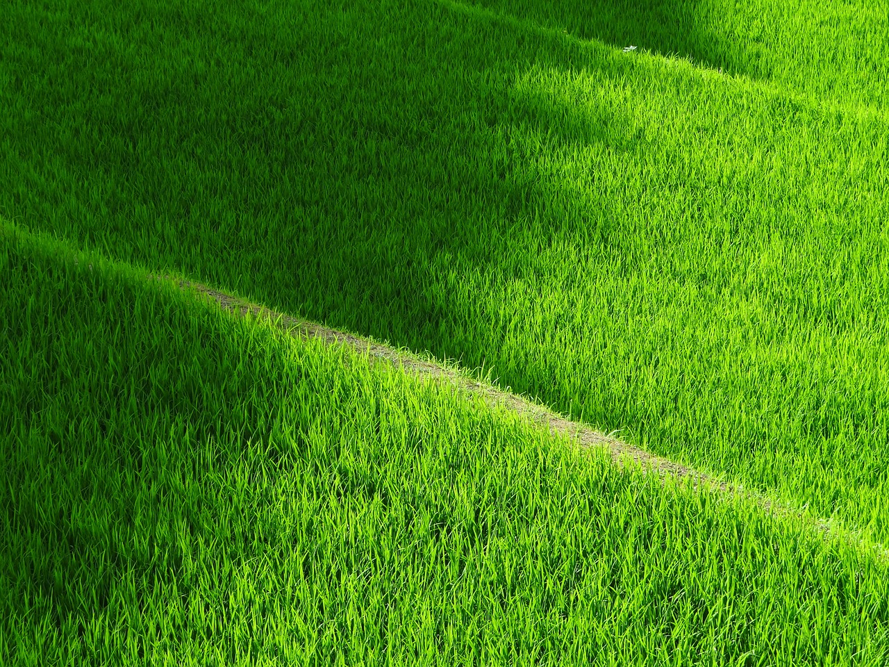 rice terraces yamada's rice fields japan free photo